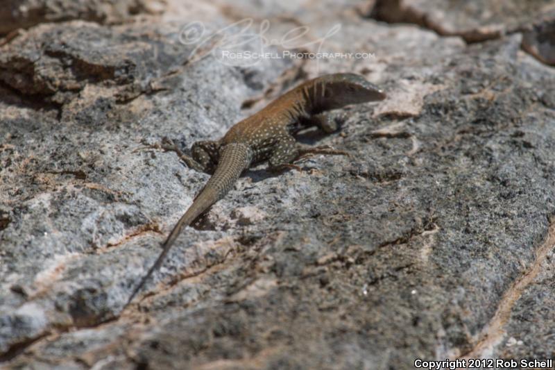 San Pedro Nolasco Whiptail (Aspidoscelis bacatus)