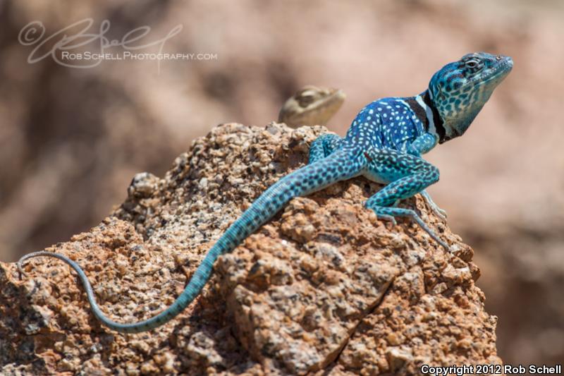 Mexican Blue-collared Lizard (Crotaphytus dickersonae)