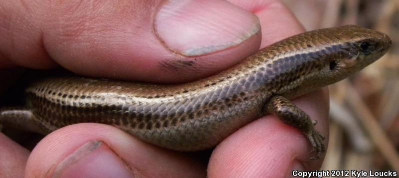 Northern Coal Skink (Plestiodon anthracinus anthracinus)