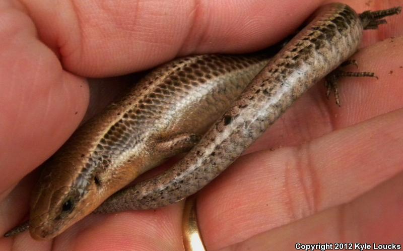 Northern Coal Skink (Plestiodon anthracinus anthracinus)