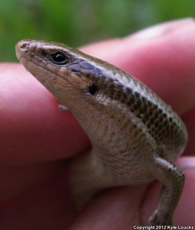 Northern Coal Skink (Plestiodon anthracinus anthracinus)