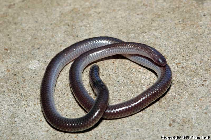 South Texas Threadsnake (Leptotyphlops dulcis rubellum)