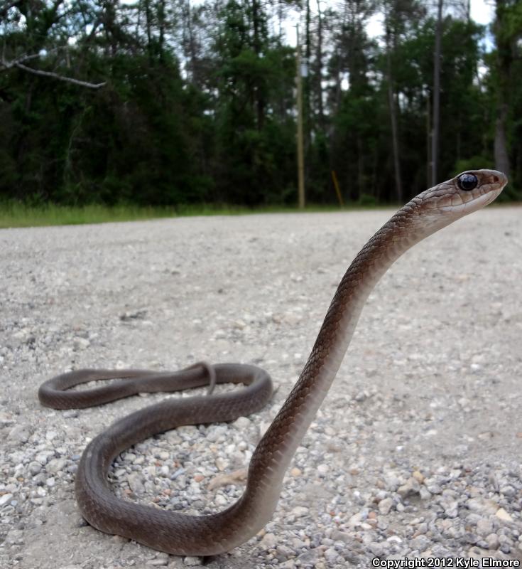 Tan Racer (Coluber constrictor etheridgei)