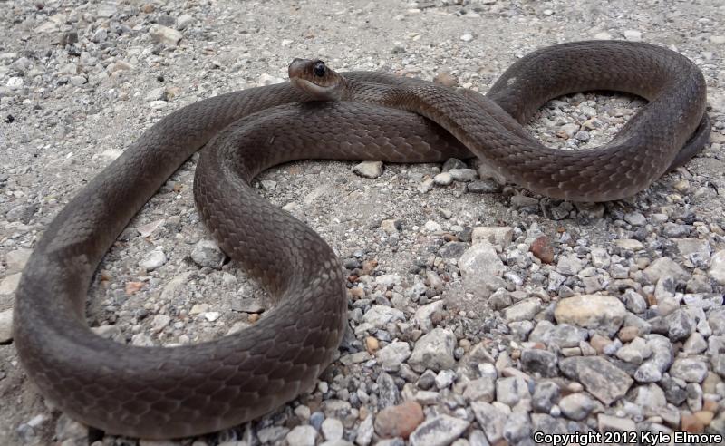 Tan Racer (Coluber constrictor etheridgei)