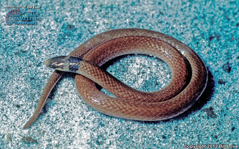 Coastal Dunes Crowned Snake (Tantilla relicta pamlica)