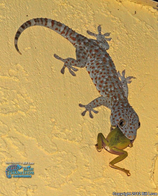 Tokay Gecko (Gekko gecko)