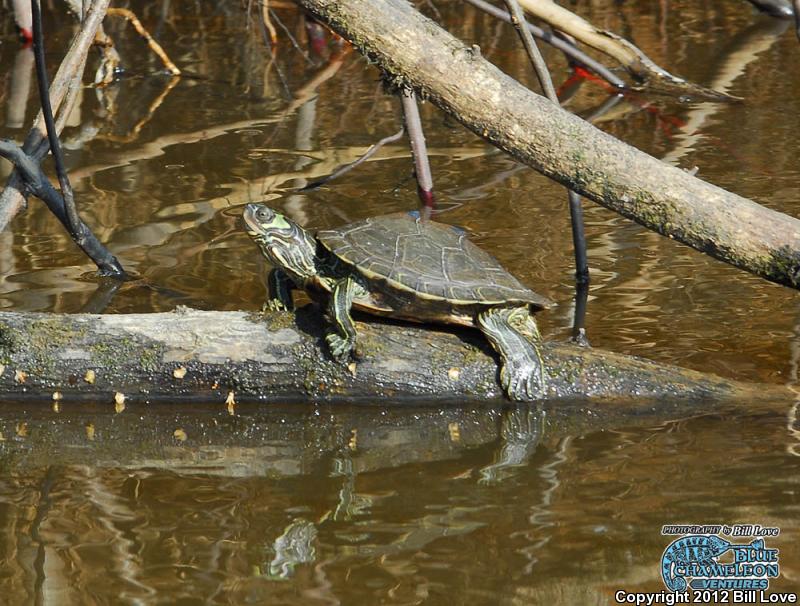 Barbour's Map Turtle (Graptemys barbouri)