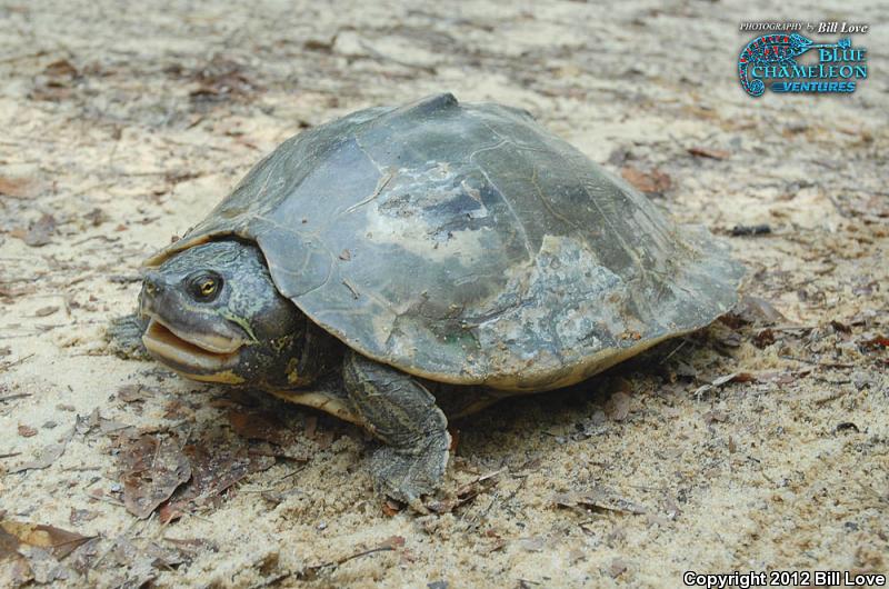 Barbour's Map Turtle (Graptemys barbouri)