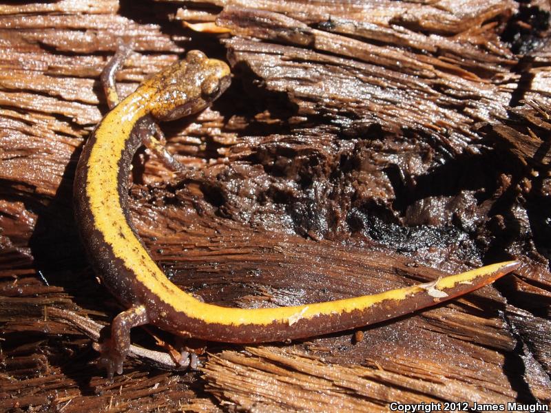 Larch Mountain Salamander (Plethodon larselli)
