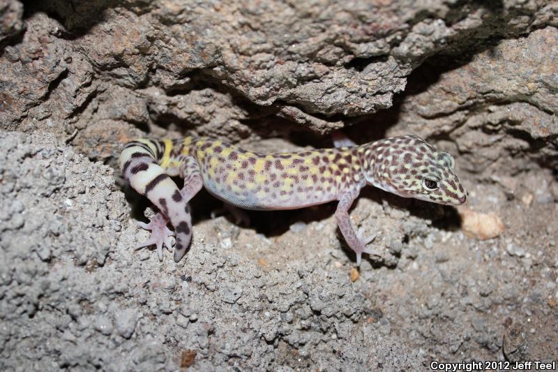 Penninsular Banded Gecko (Coleonyx switaki)