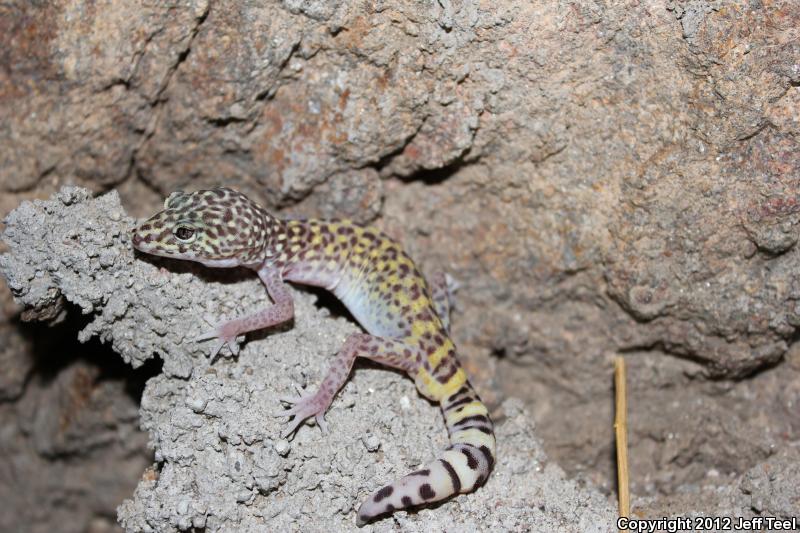 Penninsular Banded Gecko (Coleonyx switaki)