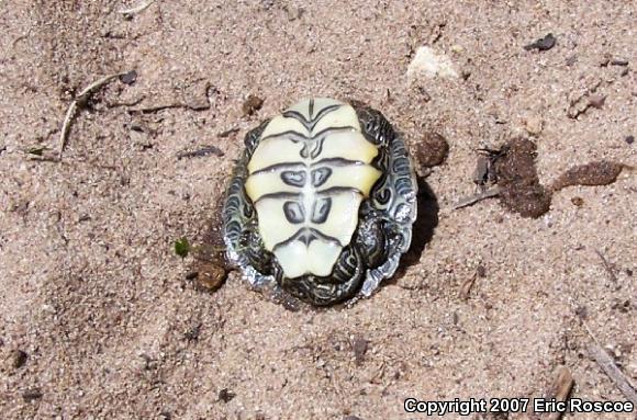 Northern Map Turtle (Graptemys geographica)