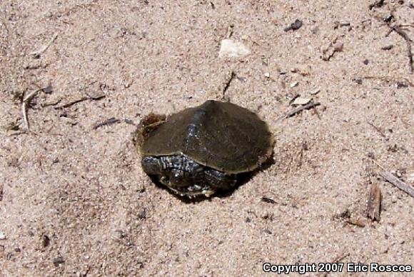 Northern Map Turtle (Graptemys geographica)