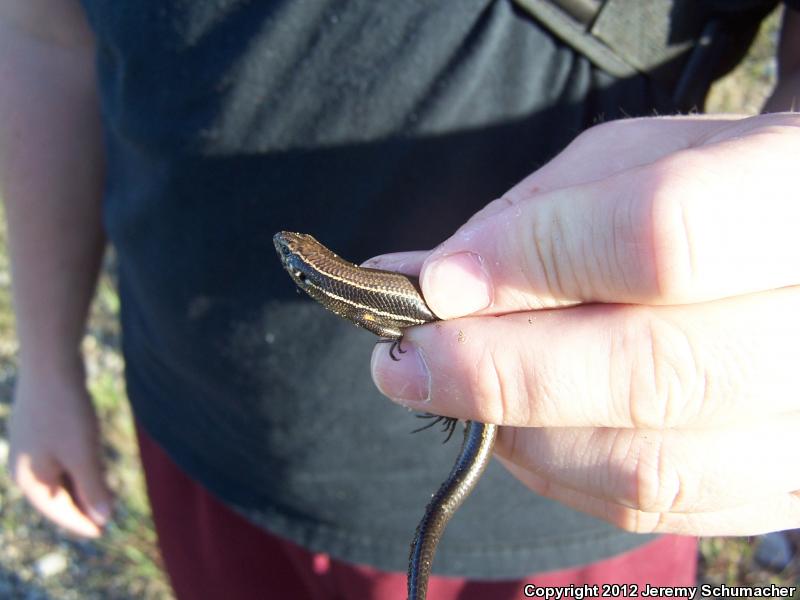 Southern Coal Skink (Plestiodon anthracinus pluvialis)