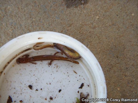 Dwarf Salamander (Eurycea quadridigitata)