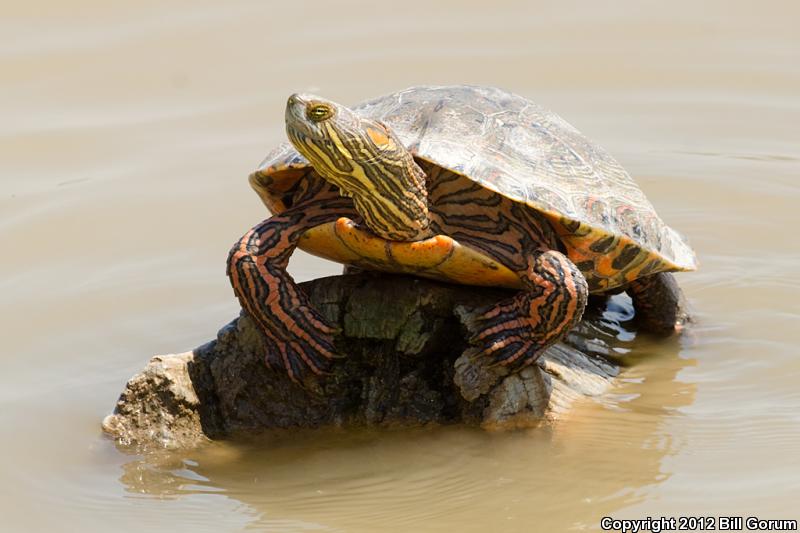 Big Bend Slider (Trachemys gaigeae gaigeae)