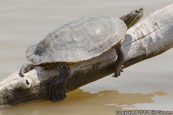 Big Bend Slider (Trachemys gaigeae gaigeae)