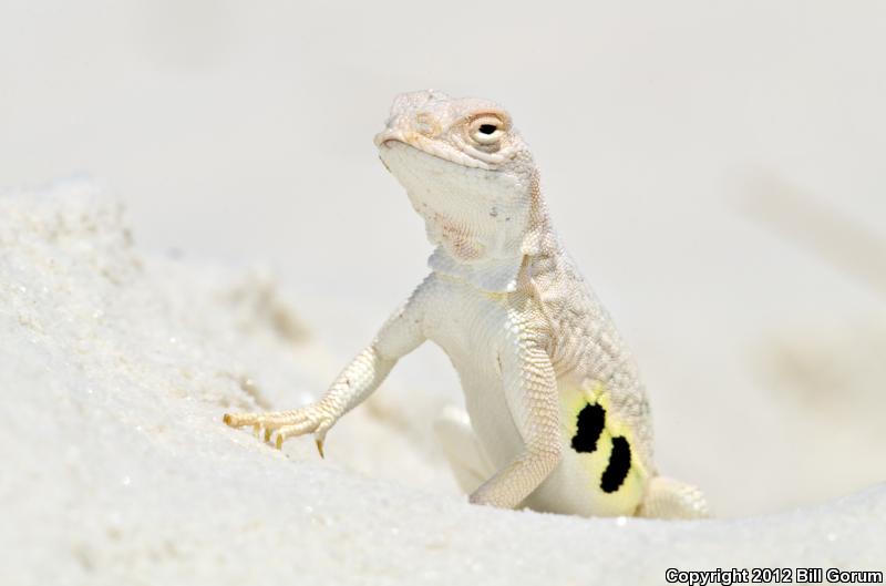 Bleached Earless Lizard (Holbrookia maculata ruthveni)