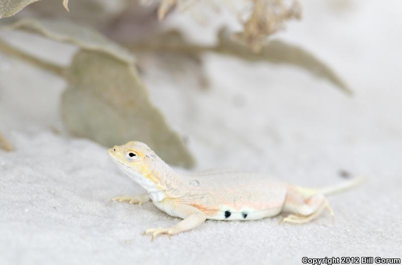 Bleached Earless Lizard (Holbrookia maculata ruthveni)