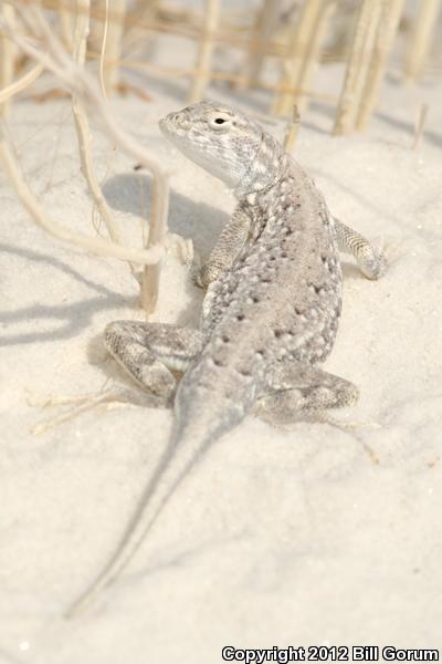 Bleached Earless Lizard (Holbrookia maculata ruthveni)