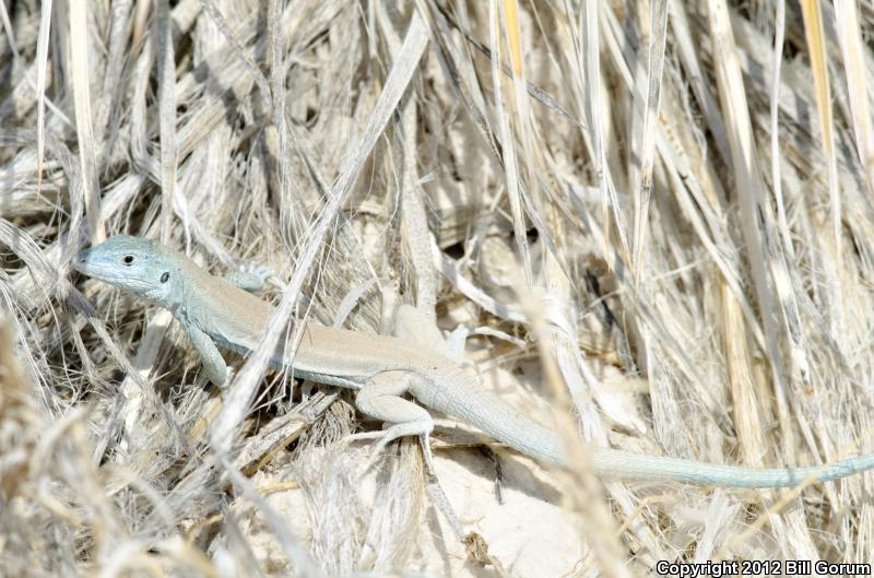 Little White Whiptail (Aspidoscelis gypsi)