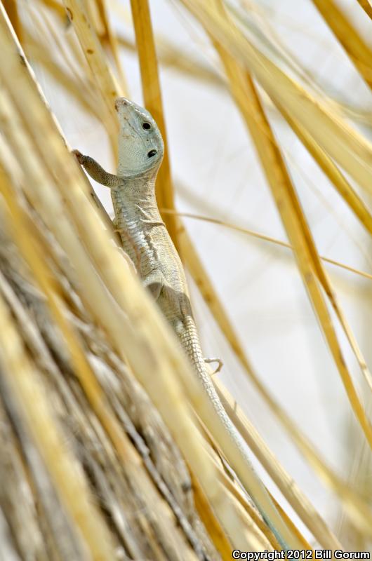 Little White Whiptail (Aspidoscelis gypsi)