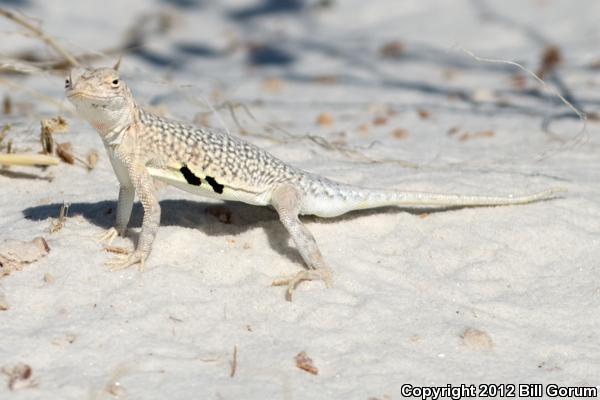 Bleached Earless Lizard (Holbrookia maculata ruthveni)