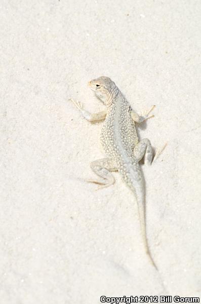 Bleached Earless Lizard (Holbrookia maculata ruthveni)