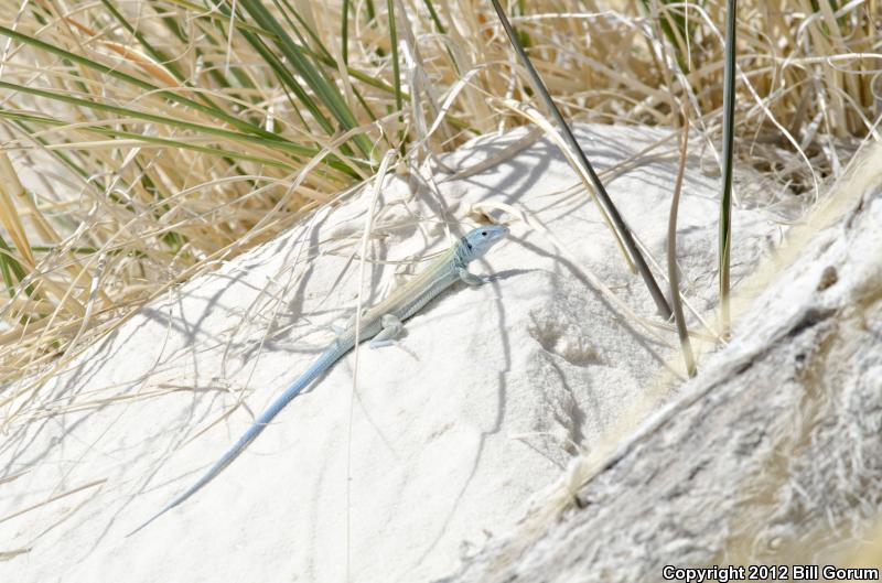 Little White Whiptail (Aspidoscelis gypsi)