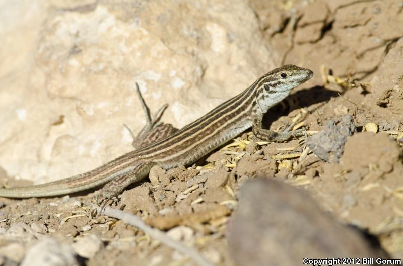 New Mexico Whiptail (Aspidoscelis neomexicana)