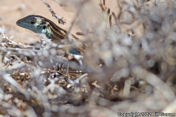 Plains Striped Whiptail (Aspidoscelis inornata llanuras)