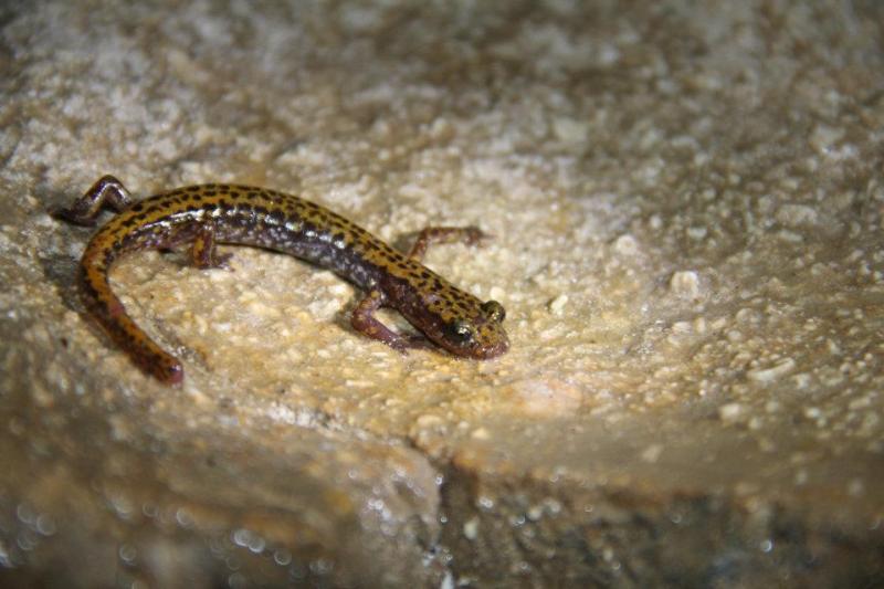 Dark-sided Salamander (Eurycea longicauda melanopleura)