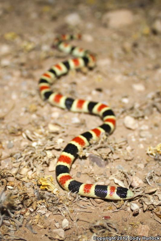 Organ Pipe Shovel-nosed Snake (Chionactis palarostris organica)