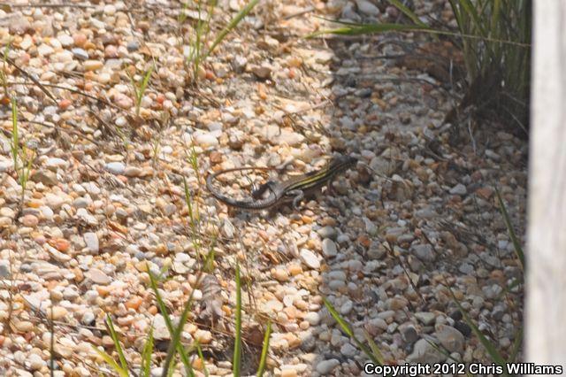 Six-lined Racerunner (Aspidoscelis sexlineata)