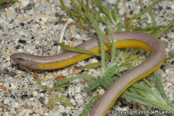 Silvery Legless Lizard (Anniella pulchra pulchra)