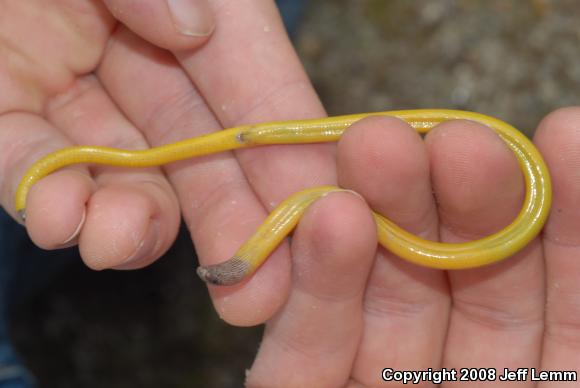 Silvery Legless Lizard (Anniella pulchra pulchra)