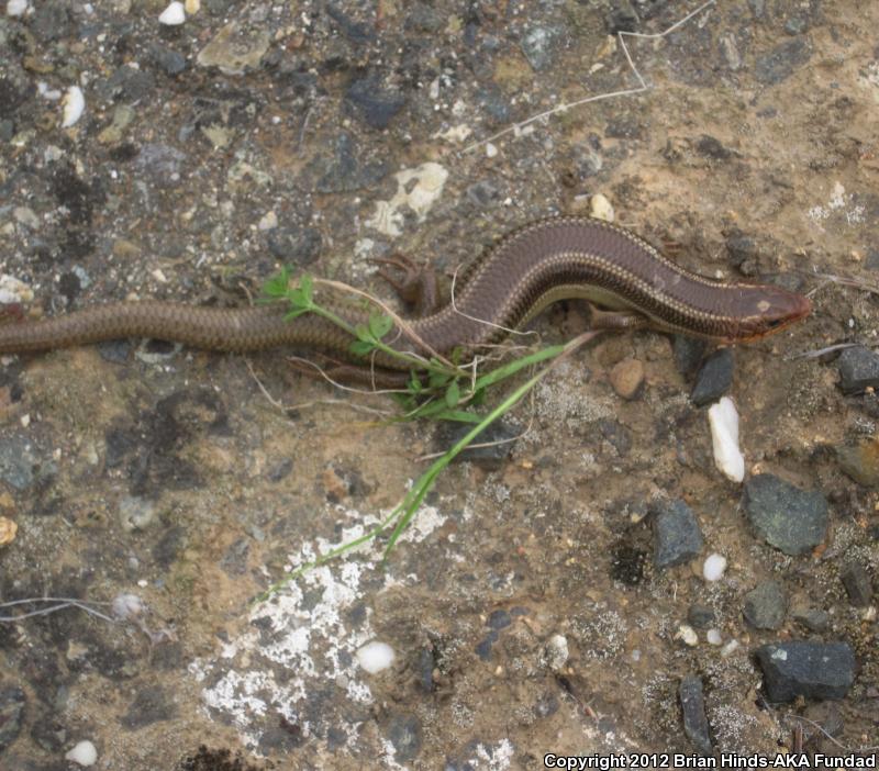 Northern Brown Skink (Plestiodon gilberti placerensis)