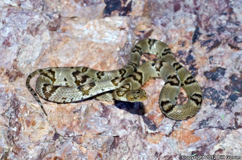 Texas Lyresnake (Trimorphodon vilkinsonii)