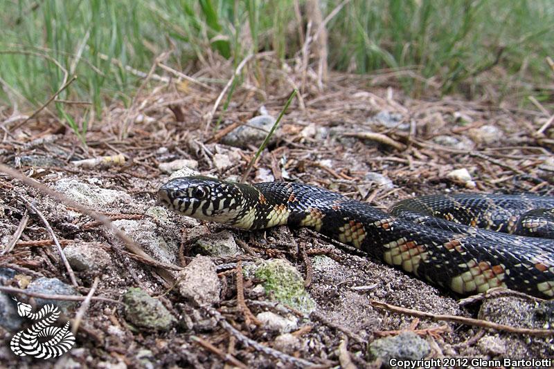 Florida Kingsnake (Lampropeltis getula floridana)