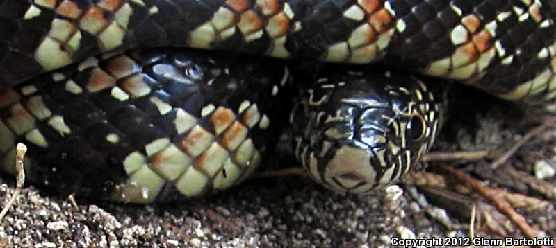 Florida Kingsnake (Lampropeltis getula floridana)