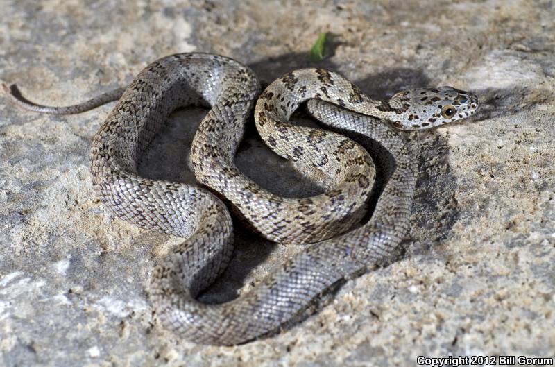 Baird's Ratsnake (Pantherophis bairdi)