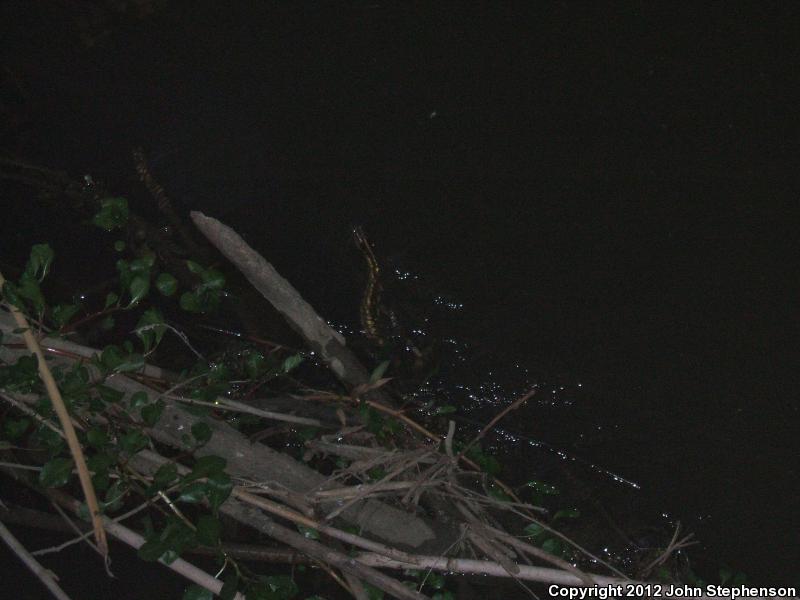 Giant Gartersnake (Thamnophis gigas)