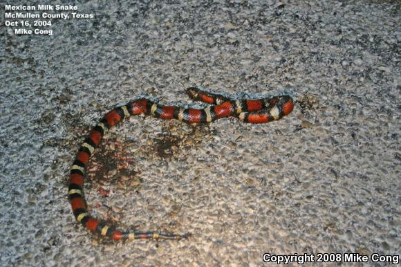 Mexican Milksnake (Lampropeltis triangulum annulata)