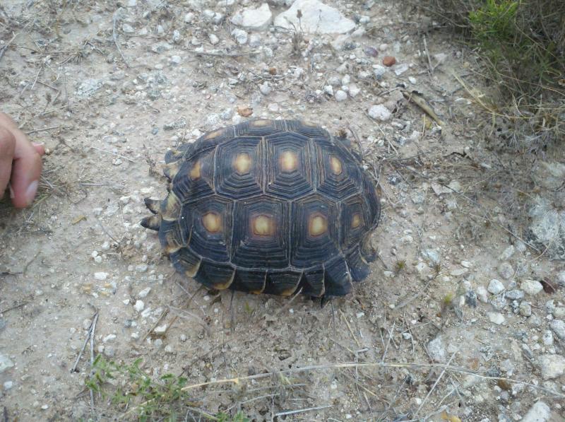 Texas Tortoise (Gopherus berlandieri)