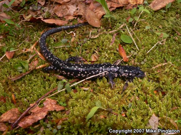 Northern Slimy Salamander (Plethodon glutinosus)