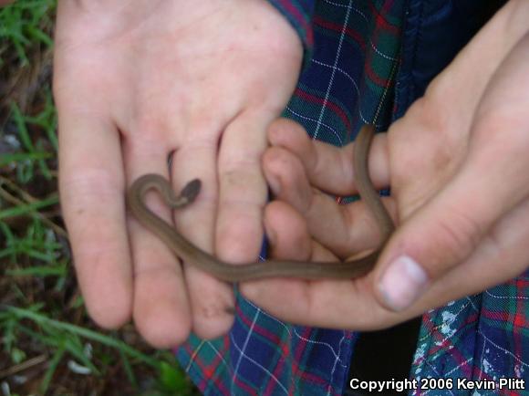 Northern Red-bellied Snake (Storeria occipitomaculata occipitomaculata)