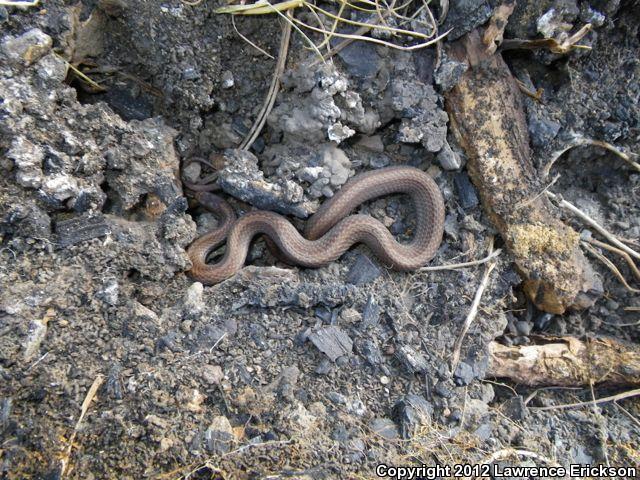 Black Hills Red-bellied Snake (Storeria occipitomaculata pahasapae)