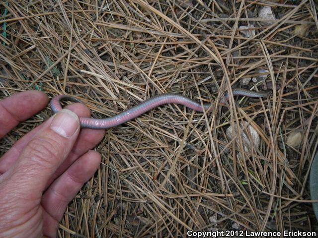 Black Hills Red-bellied Snake (Storeria occipitomaculata pahasapae)