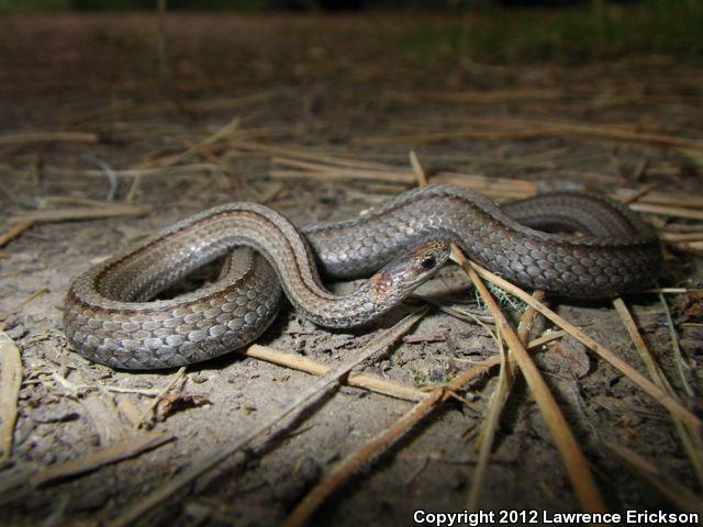 Black Hills Red-bellied Snake (Storeria occipitomaculata pahasapae)
