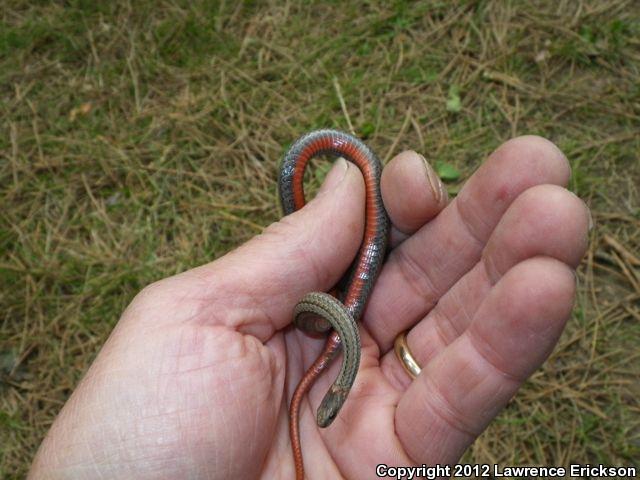 Black Hills Red-bellied Snake (Storeria occipitomaculata pahasapae)